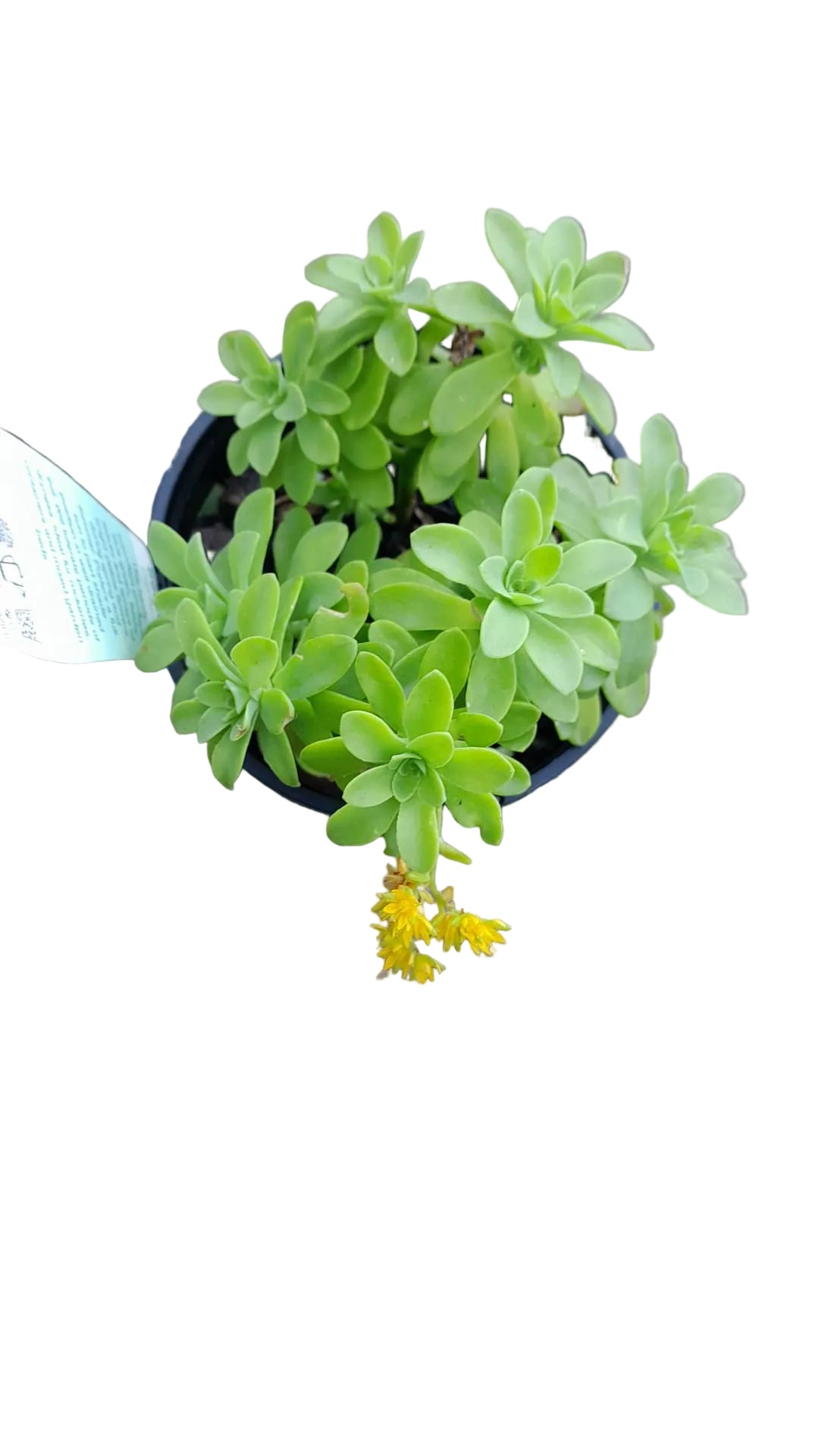 Sedum Palmerii Succulent