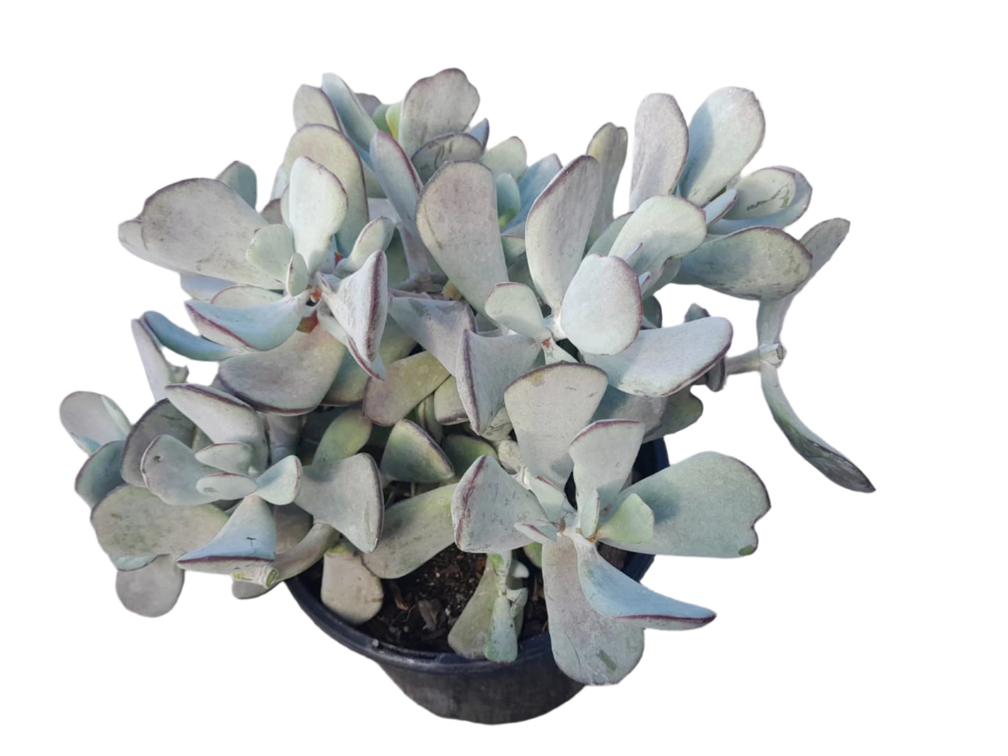 Cotyledon Bushwhacker Succulent Succulent