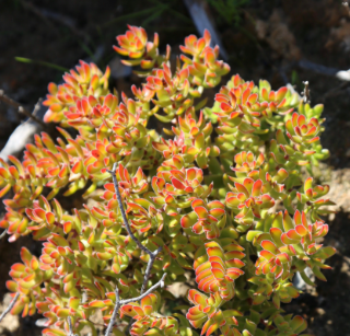 Crassula Dejecta Succulent Plant displayed on a desk, perfect for enhancing indoor gardening aesthetics.
