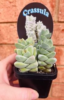 Crassula Moonglow Succulent