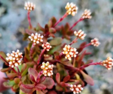 Crassula Pubescens subsp. radicans "Red Carpet" Succulent 6cm