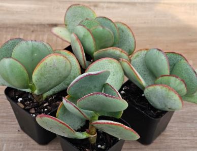 Crassula Silver Dollar Succulents