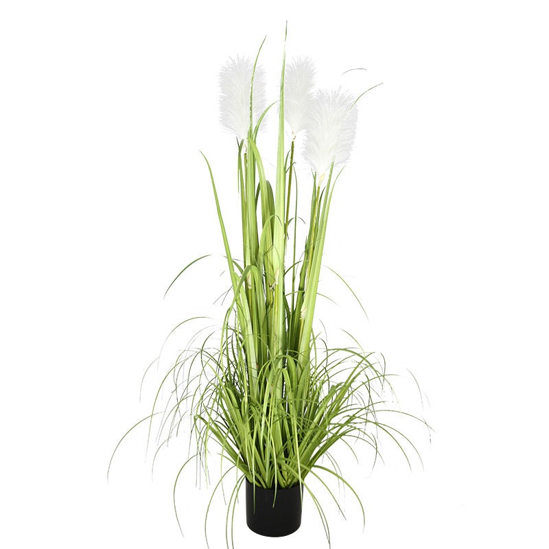 48 Reed Grass Plastic Pot