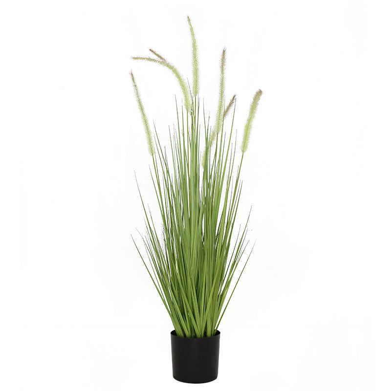 36 DogtailGrass PlasticPot