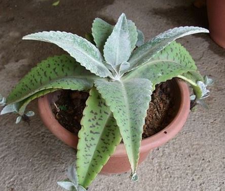 Kalanchoe Donkey Ears