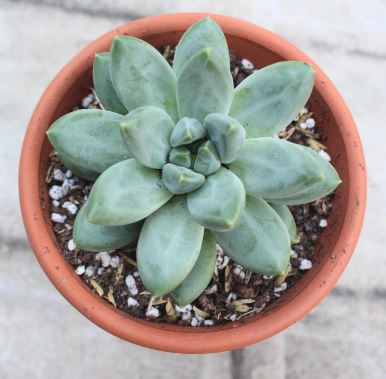 Pachyphytum compactum (Chiseled stone) Succulent
