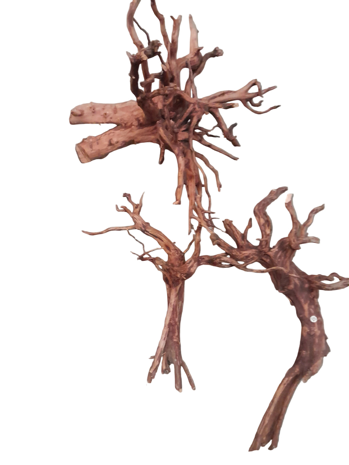 Mangrove Root Aquarium Wood