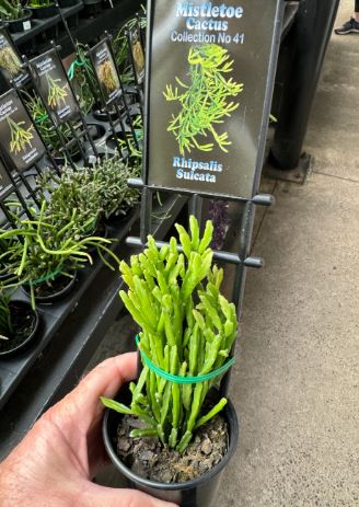Rhipsalis Sulcata Succulent