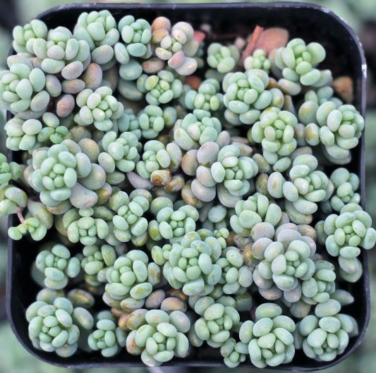 Sedum Dasyphyllum