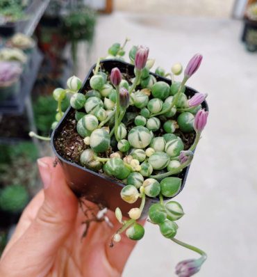 String Of Pearls