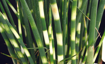 Zebra Rush (Schoenoplectus lacustris subsp. Zebrinus) Pond Plant