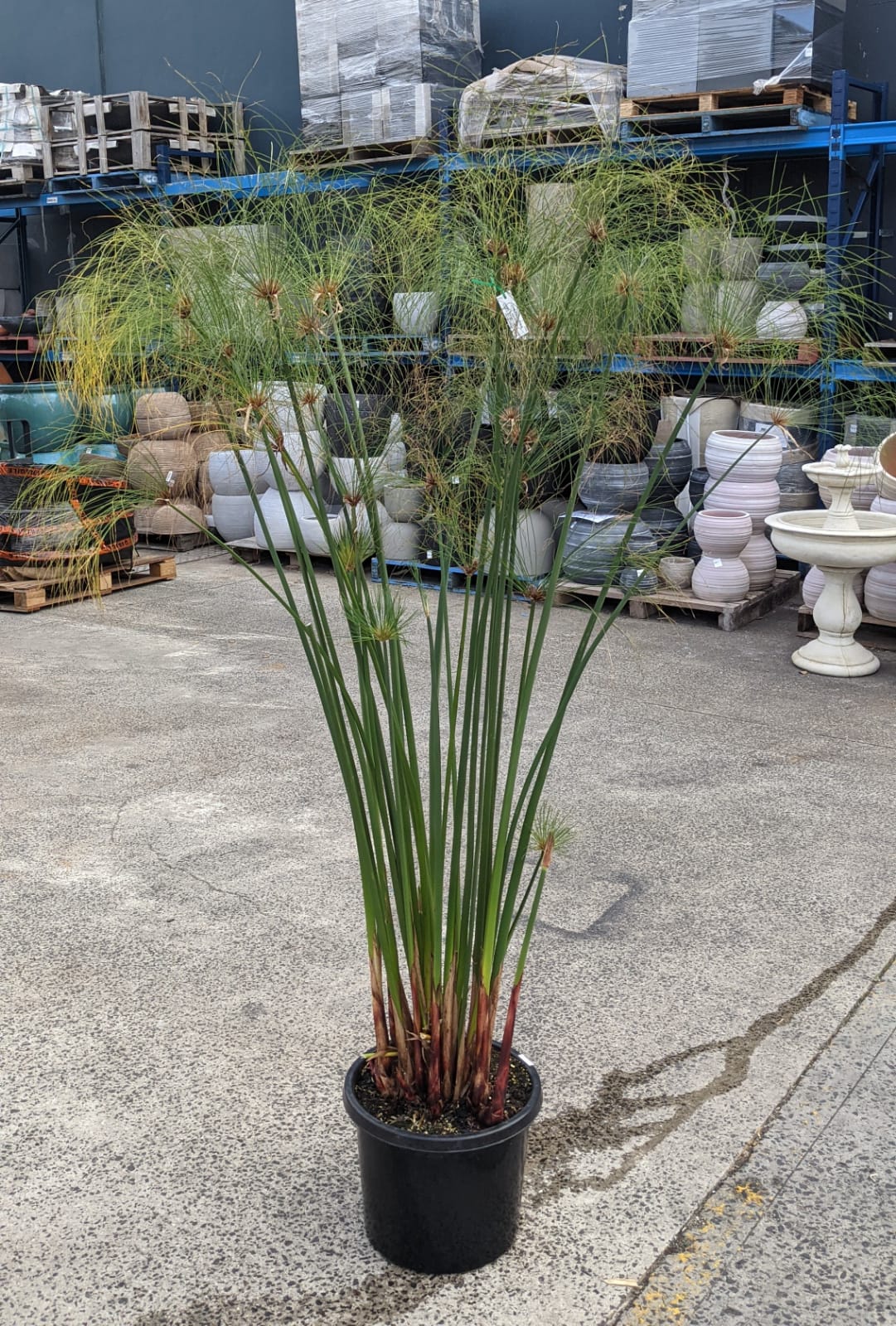 Giant Papyrus Pond Plant