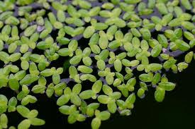 Duck Weed (Lemna Minor) Pond Plant