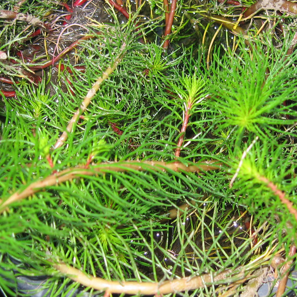 Myriophyllum Papillosum (Red Milfoil) Pond Plant