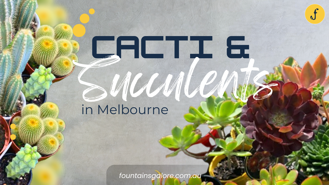 Cheap Succulents in Melbourne: A Wide Range of Affordable Succulents at Fountains Galore