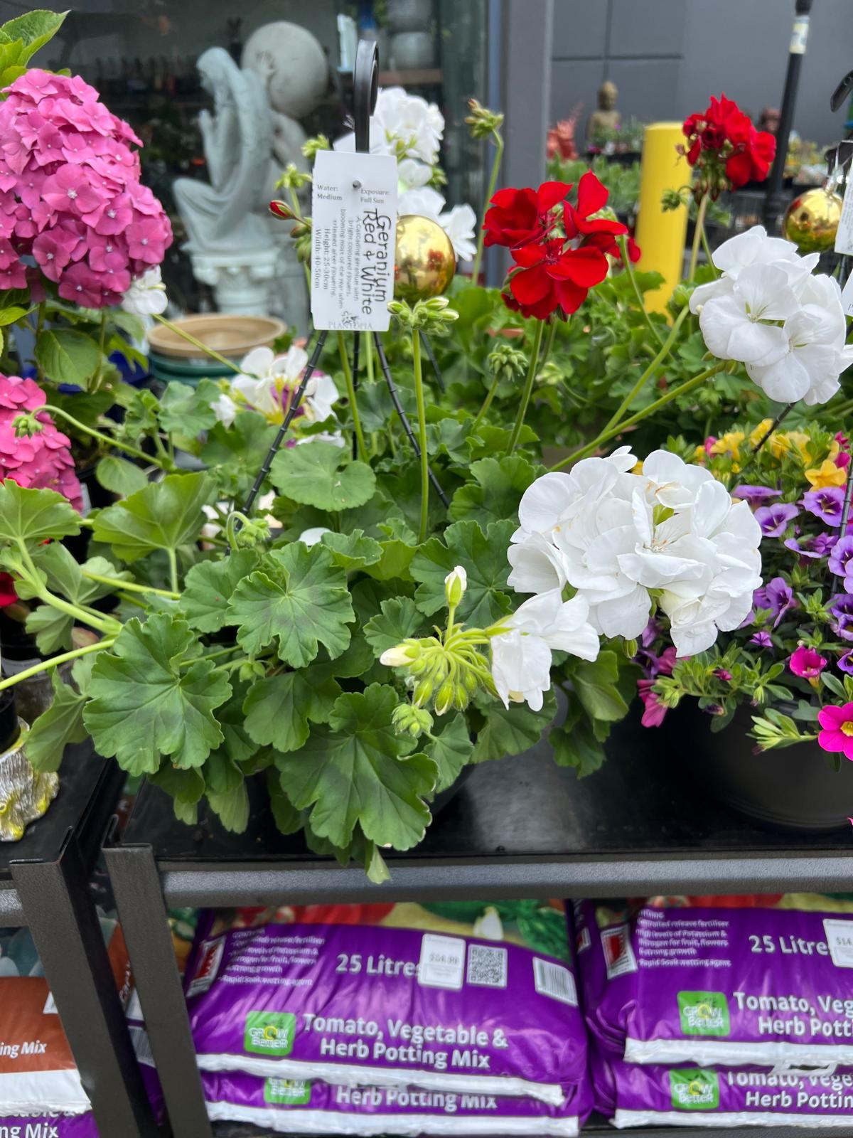 Xmas Geraniums Outdoor Plants