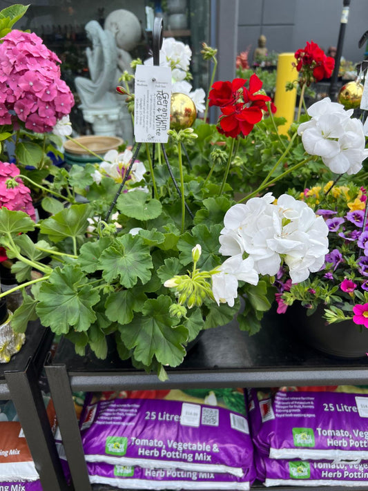 Xmas Geraniums Outdoor Plants