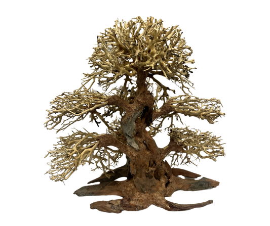 Bonsai Banyan Tree Small Aquarium Wood