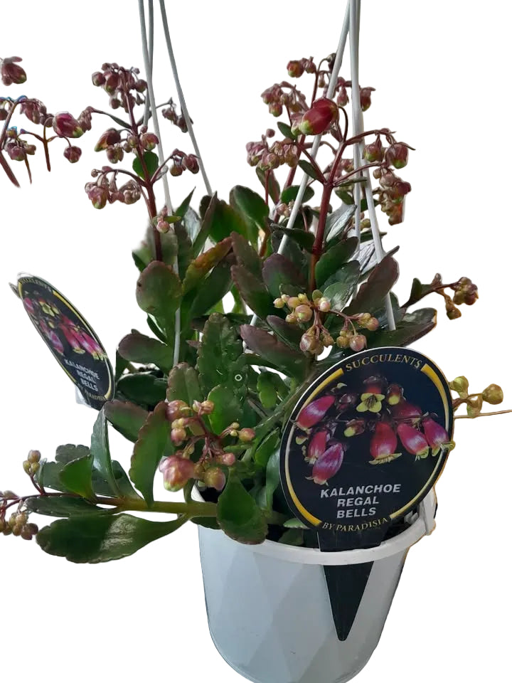 Kalanchoe Regal Bells Plant