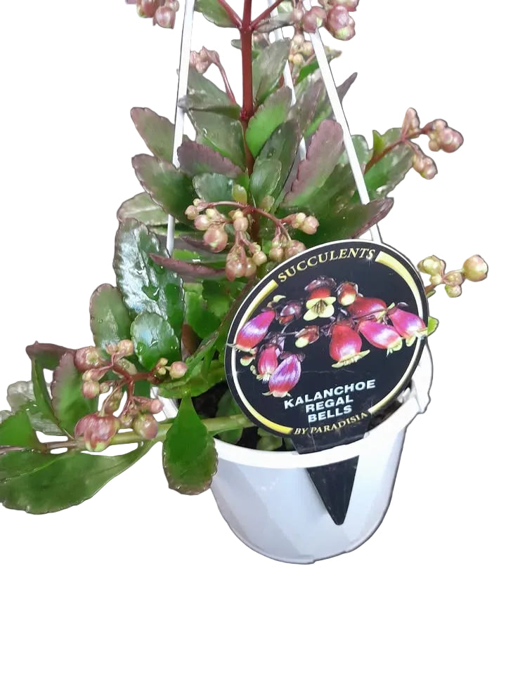 Kalanchoe Regal Bells Plant