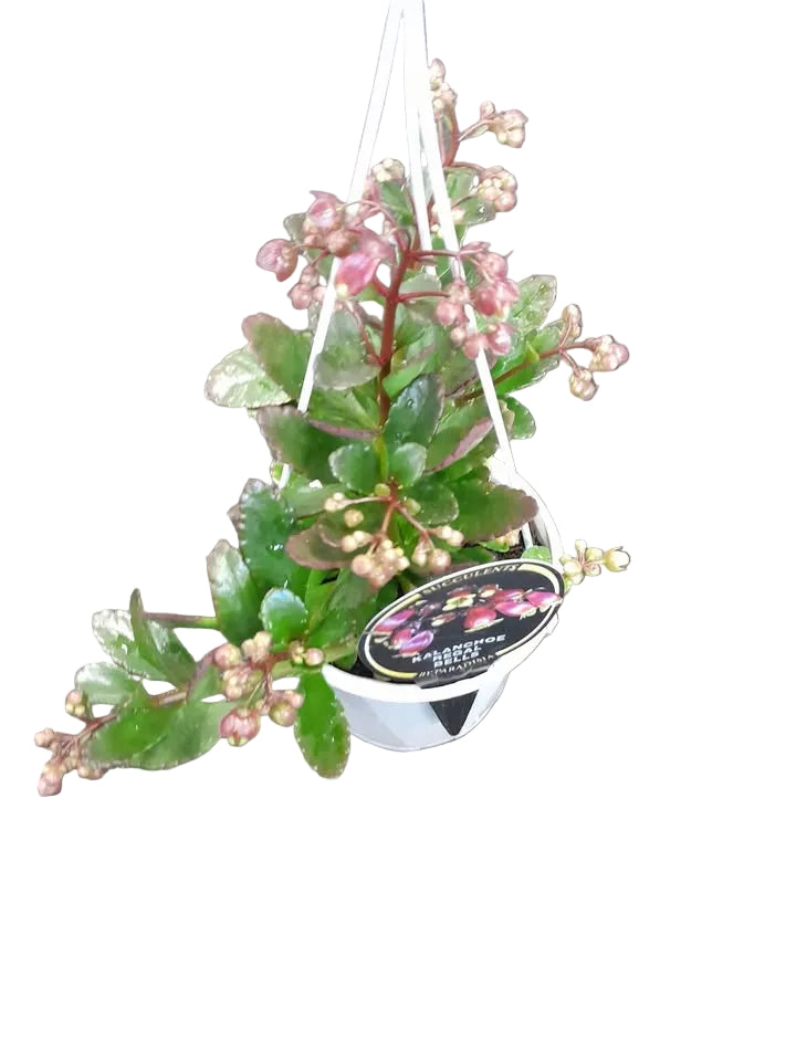 Kalanchoe Regal Bells Plant