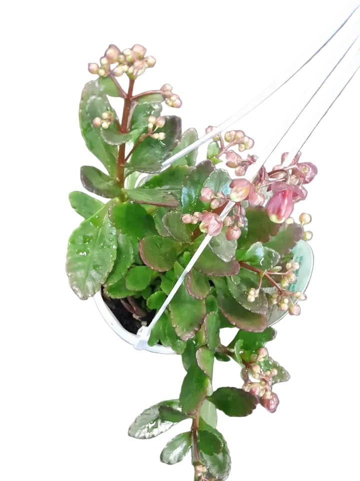 Kalanchoe Regal Bells Plant