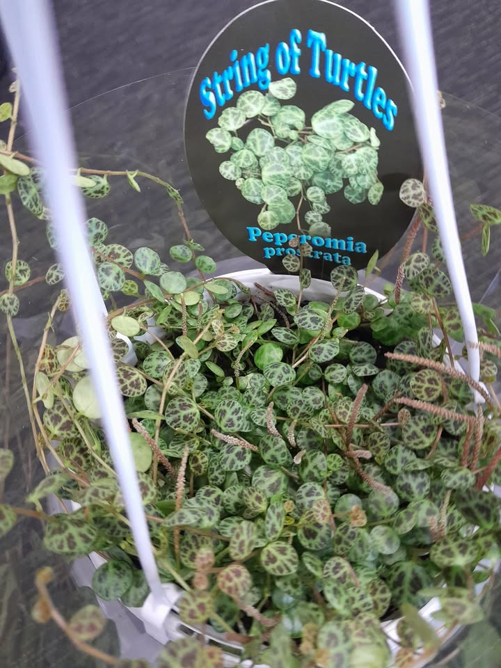 String of Turtles Plant