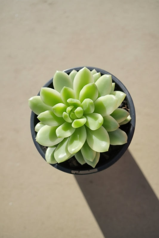 Echeveria Minibell Albo Variegata Succulent Plant Outdoor Plants