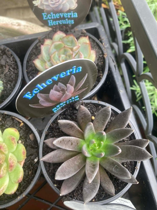 Echeveria Black Knight Affinis Succulent
