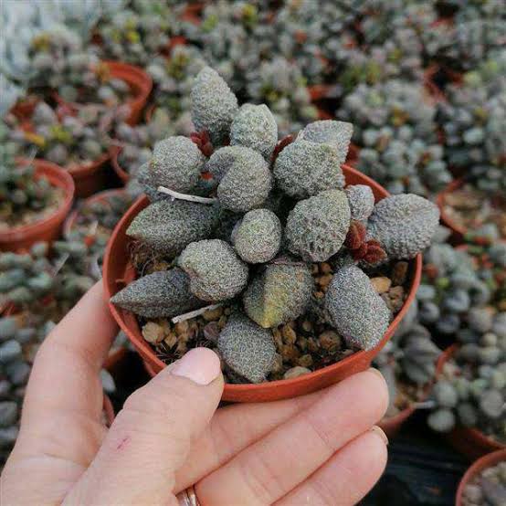 Adromischus Coffee Beans succulent plant, 10cm, by Rnt Succulents