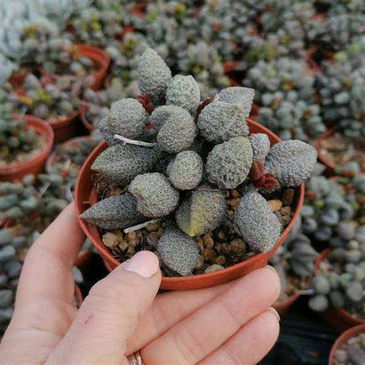 Adromischus Coffee Beans Succulents