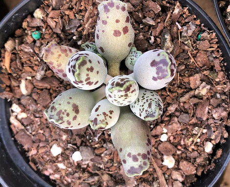 Adromischus Cooperi V. Festivus Succulent
