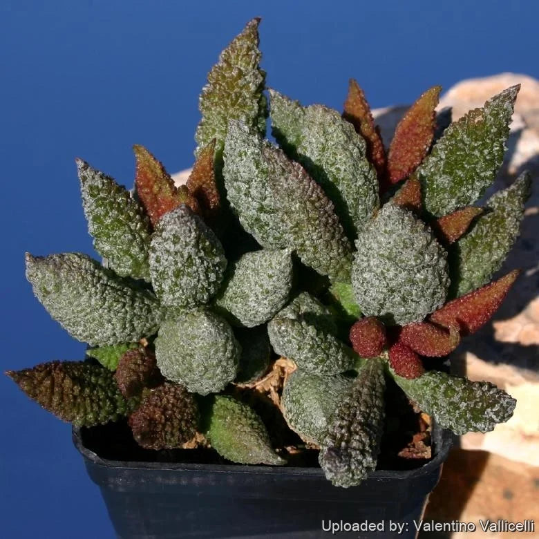 Adromischus Marianiae 'Herrei'