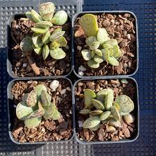 Adromischus Silver Tube Succulent