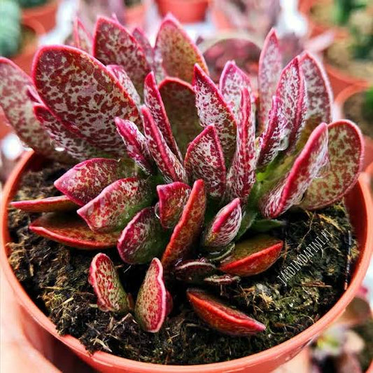 Adromischus Trigynus Succulents