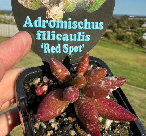 Adromischus filicaulis red spotted Succulent