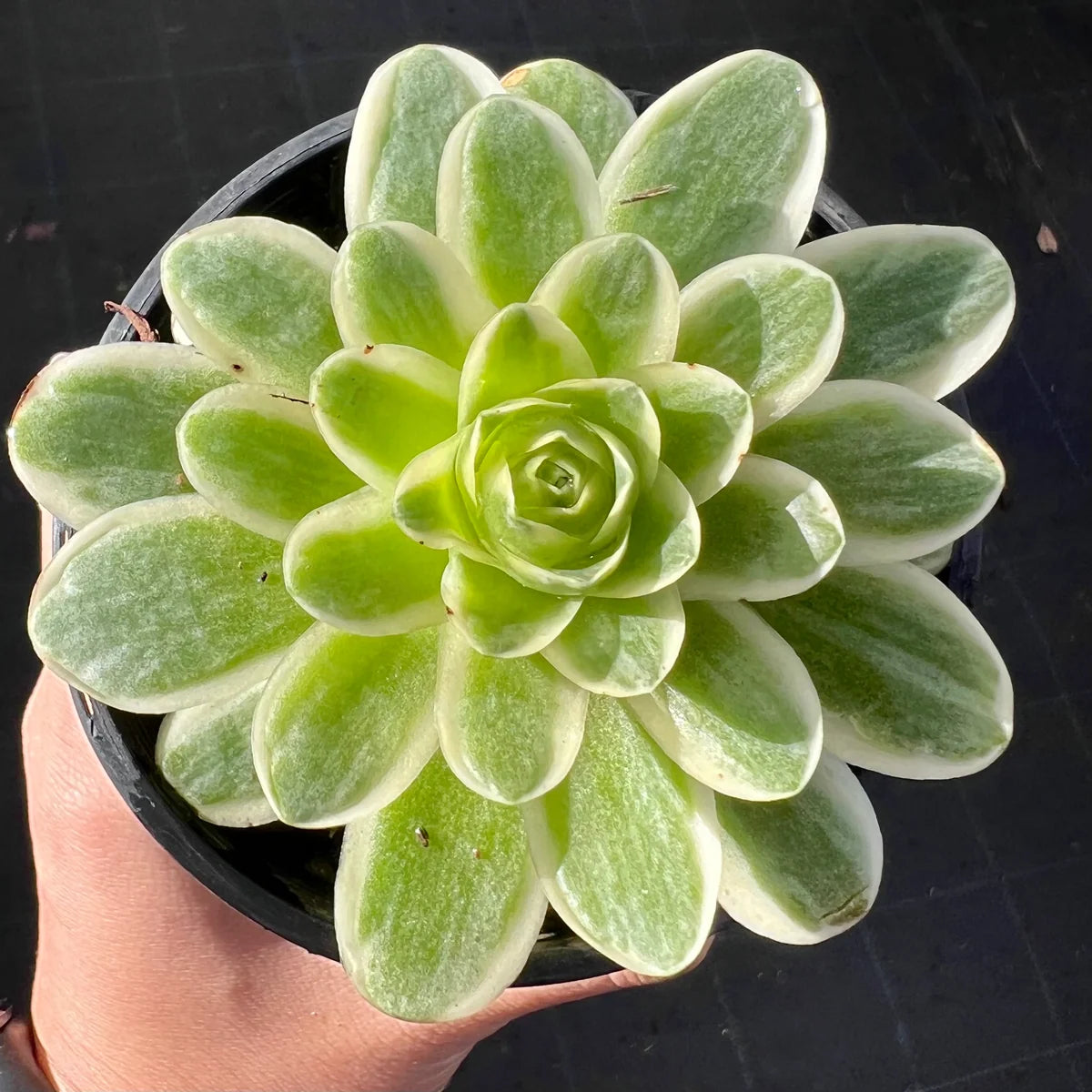 Aeonium Aureum Variegata Succulents