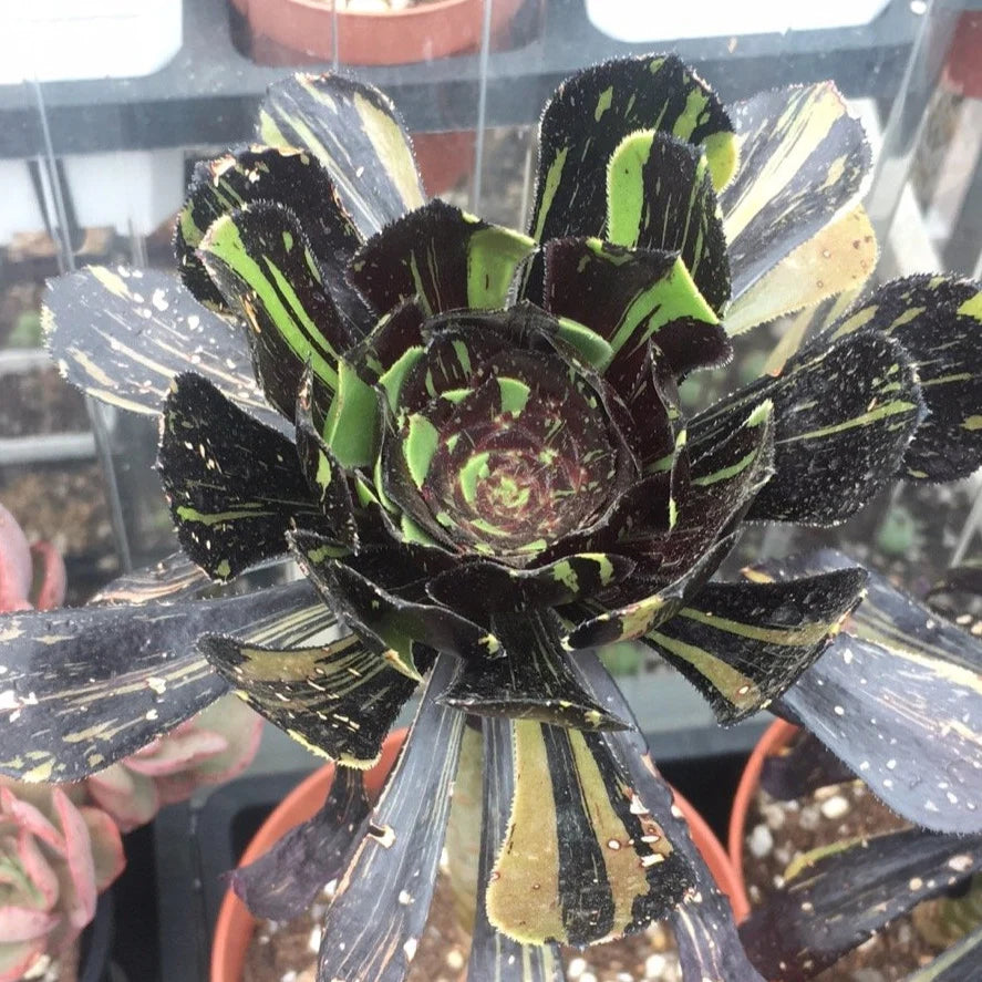 Aeonium Big Bang Succulents