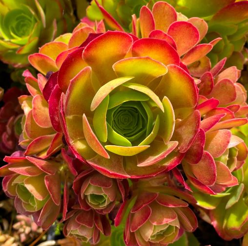 Aeonium Blushing Beauty Succulent