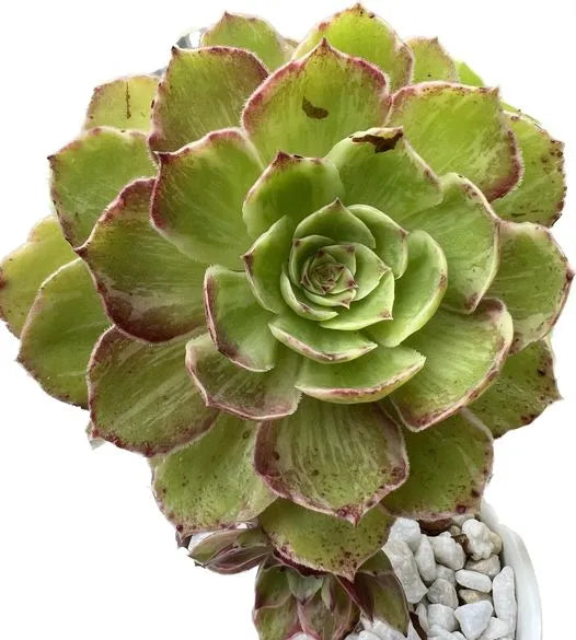 Aeonium Chocolate Fire Fox succulent plant in a 14cm pot