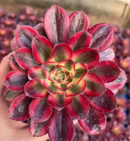 Aeonium Cornish Succulents