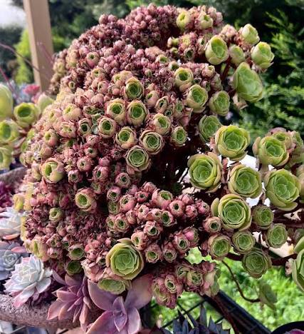 Aeonium Dancing Fairy succulent plant with unique rosette-shaped leaves