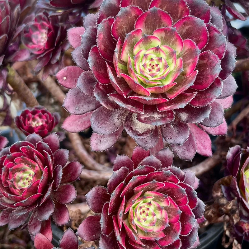 Aeonium Fanxi succulent plant in a 14cm pot
