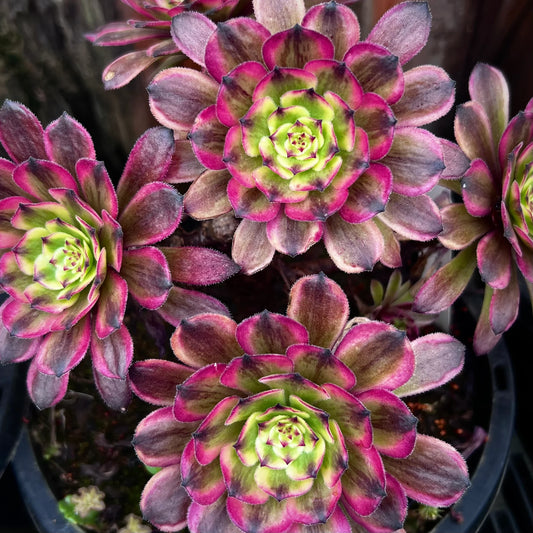 Aeonium Fanxi Succulent