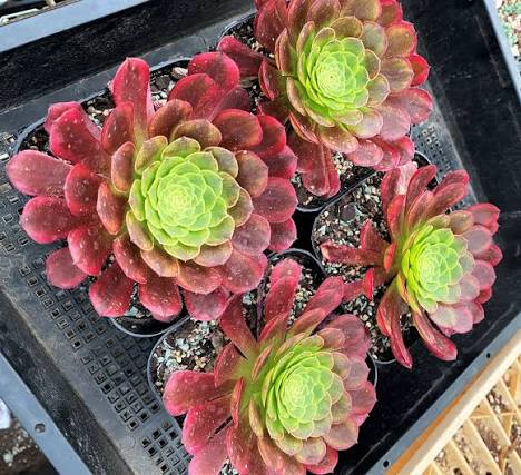 Aeonium Fiesta succulent plant in a 14cm pot from Fountains Galore