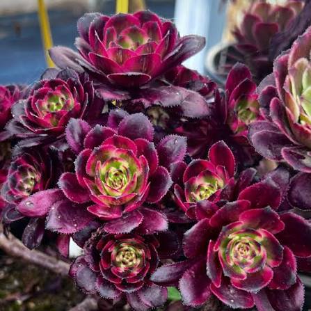 Aeonium Fireworks succulent plant in a 14cm pot