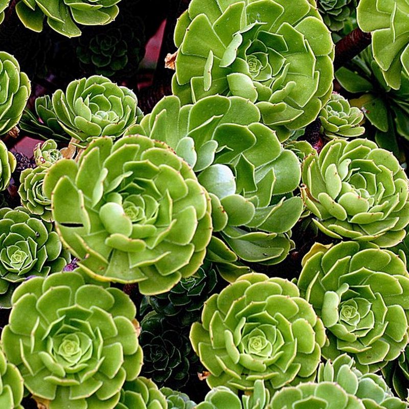 Aeonium Green Rose Succulent