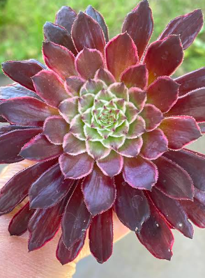 Aeonium Inferno plant in 14cm pot, showcasing its vibrant foliage, perfect for indoor and outdoor decoration.