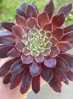 Aeonium Inferno Succulent