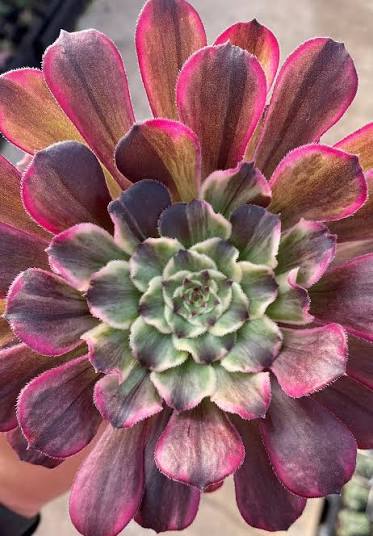 Aeonium Ink Painting Succulents